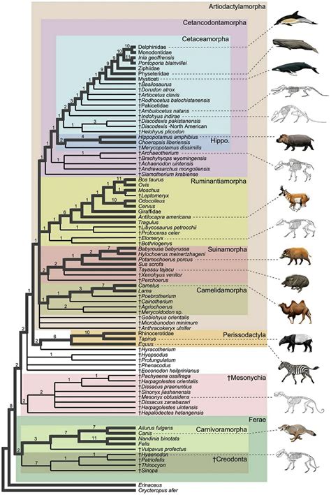 Cladogram - Definition and Examples | Biology Dictionary