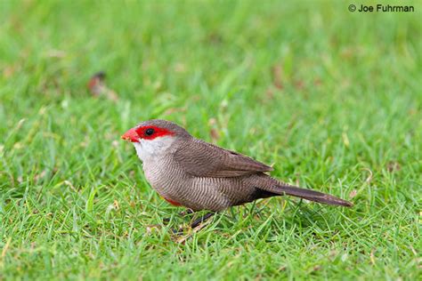 Common Waxbill – Joe Fuhrman Photography