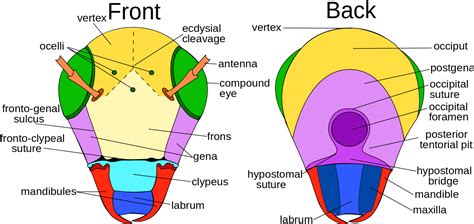 External Morphology Insect Anatomy Insect Legs Insects