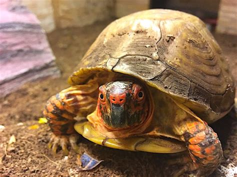 Eastern Box Turtle Care: How to Keep Your Turtle Happy and Healthy - Petful