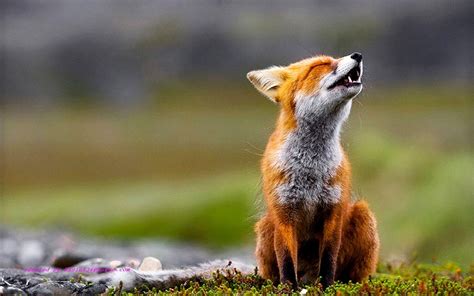 Baby Fox Wallpapers - Wallpaper Cave