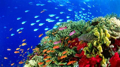 Coral Reef Live Wallpaper (59+ images)