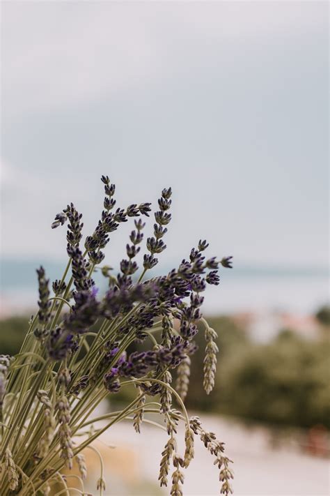 Lavender Flower Field On Bloom · Free Stock Photo