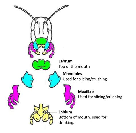 How much water can ants drink? | Ask an Entomologist