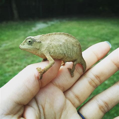 Beardless Pygmy Chameleon | Animal Database | Fandom