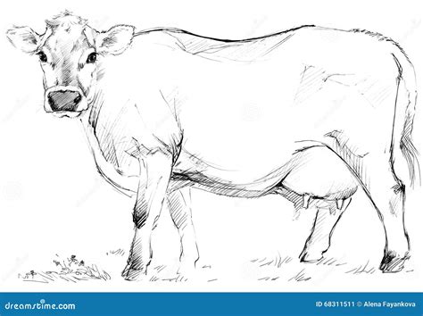 Cow Sketch. Dairy Cow Pencil Sketch. Royalty-Free Stock Photography ...