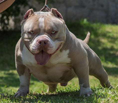 American Bully - Complete Guide & Facts - Animal Corner