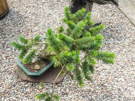 26 Best Norway Spruce Bonsai Pictures | Balcony Garden Web