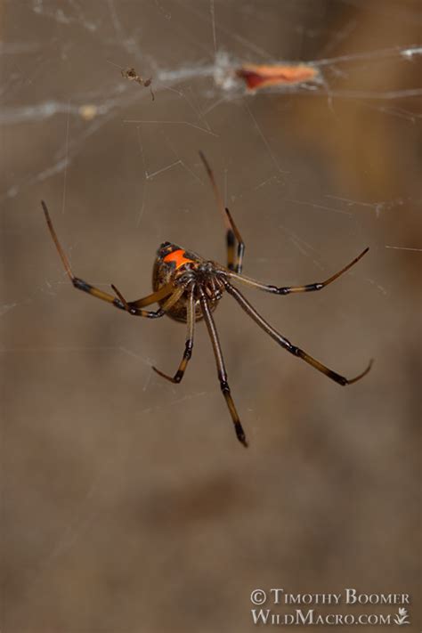 Brown Widow Spider (Latrodectus geometricus) Pictures | Wild Macro ...