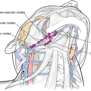 (PDF) Surgical anatomy of the lymphatic drainage of the salivary glands ...