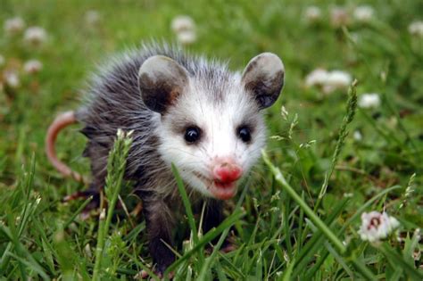 World All Animals: Opossums