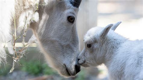 Baby Mountain Goat Climbing