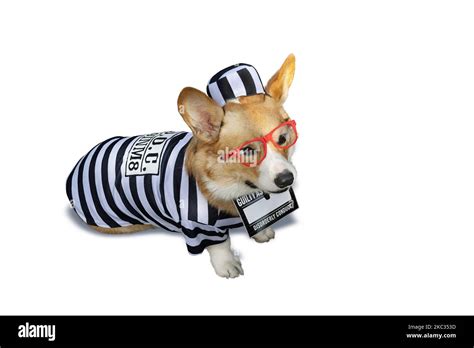 Corgi dog isolated hi-res stock photography and images - Alamy