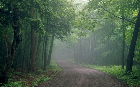 Foggy Forest Backgrounds Free Download | PixelsTalk.Net