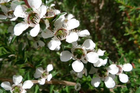 tea tree | Florist with Flowers