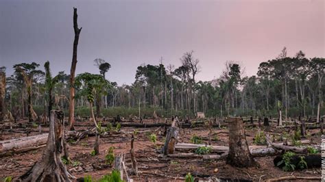 最高のコレクション amazon rainforest deforestation 106831-Amazon rainforest deforestation causes ...