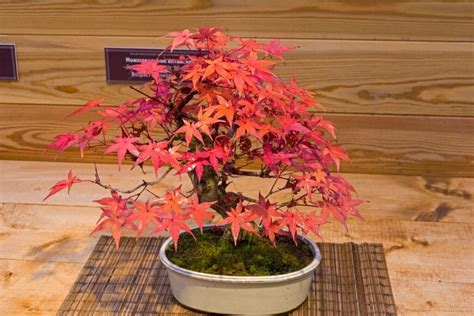 Japanese Maple Bonsai (Acer Palmatum): Growing and Care Guide | Florgeous