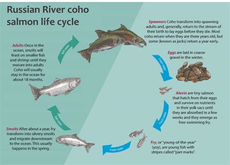 Coho Salmon Life Cycle