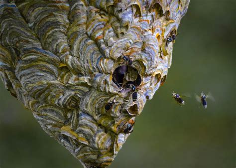 Bald-faced hornet nest Photograph by Brian Stevens