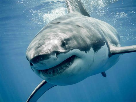 40 Great White Shark Facts: Predator Of The Oceans - Facts.net