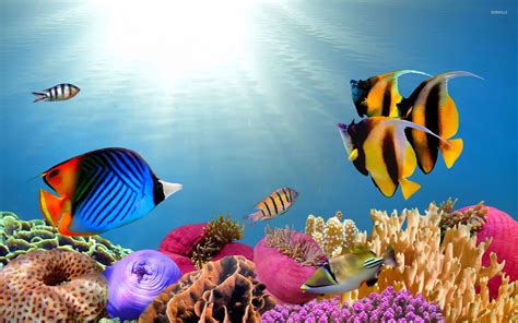 Tropical fish wallpaper - Animal wallpapers - #27565