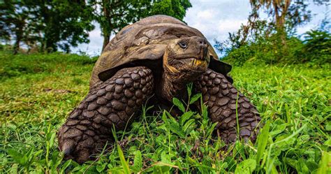 Galapagos Giant Tortoise - Galapagos islands animals