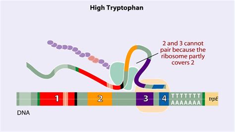 Lac Operon Animation