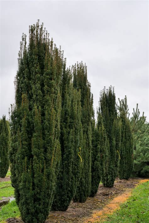 Taxus baccata 'Fastigiata' | Irish Yew - Van den Berk Nurseries