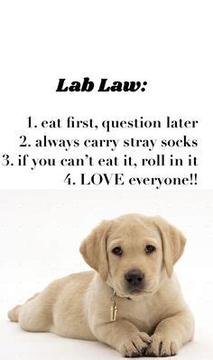 170 Best Labrador Quotes ideas | labrador, labrador quotes, i love dogs