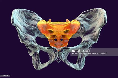 Anatomy Of The Sacrum Bone Illustration High-Res Vector Graphic - Getty Images