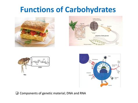 Carbohydrates Function