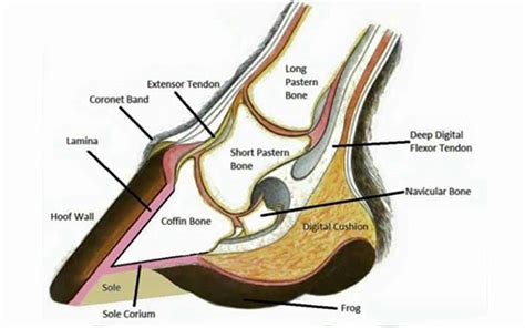 Cow Hoof Anatomy - All About Cow Photos