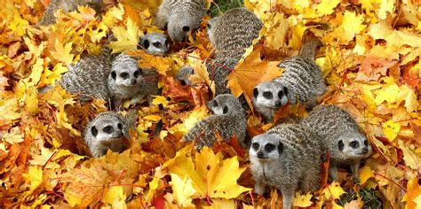 128 Animals Enjoying The Magic Of Autumn | Bored Panda