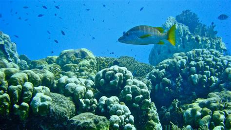 Steneck: Local conservation enables Caribbean reef to recover after hurricane, coral bleaching ...