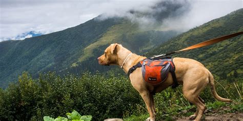 11 The Best Dog Hiking Harnesses [Safe] in 2022 Reviews