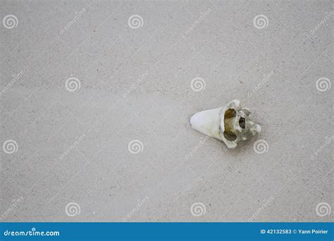 Broken Seashell Stock Photo - Image: 42132583