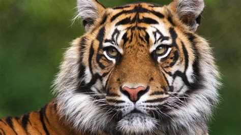 When is the best time to see tigers in India? - Natural World Safaris