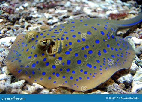 Blue Spotted Stingray Royalty Free Stock Photography - Image: 3045417