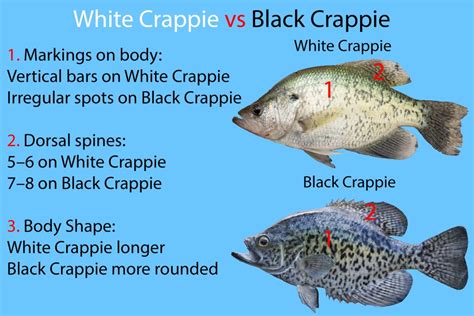 White Crappie vs. Black Crappie: All You Need to Know (Updated 2023)