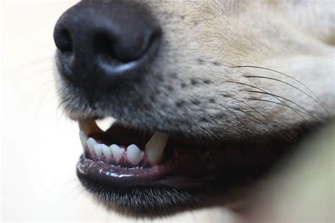 What to Do When Your Dog Shows Teeth to Your Child