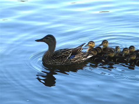 Fichier:Mother and baby ducks.JPG — Wikipédia