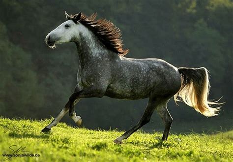 Lusitanian: a Breed with Ancient Root-Impressive Magazine | Horse ...