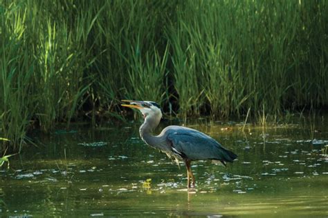 What types of plants and animals live in an estuary?