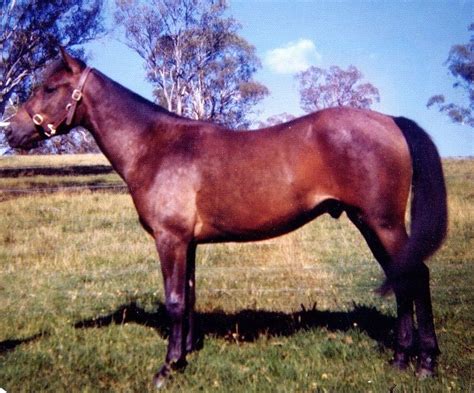 Brumby Horse Breed Information, History, Videos, Pictures