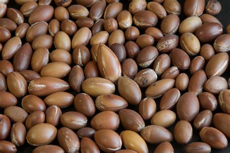 Moroccan Argan nuts stock photo. Image of white, studio - 38894210