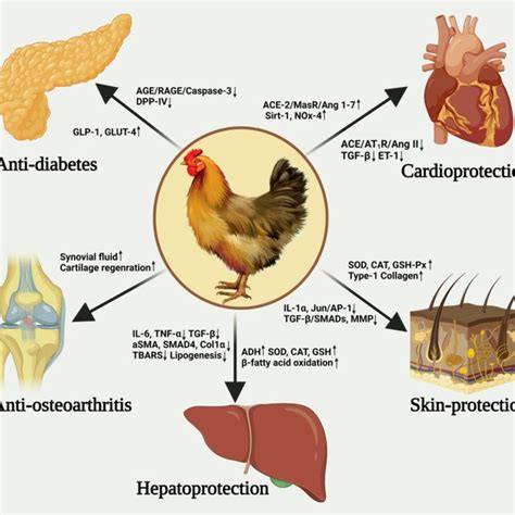 A simplified protocol of spent hen proteins-derived bioactive peptides... | Download Scientific ...