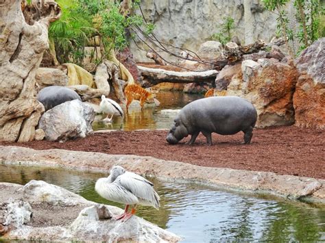 Bioparc - An African Zoo In Valencia - Bikinis and Bibs