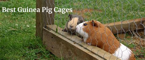 Best Guinea Pig Cages- 2024 | Complete Review & Guide