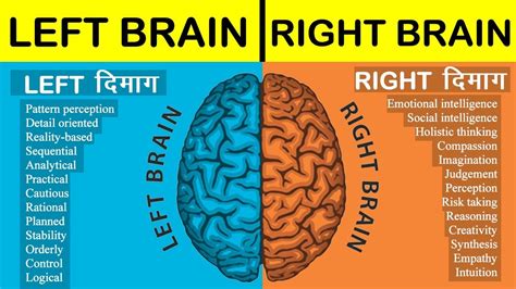 Left Brain Vs Right Brain What S The Difference In 2020 – Otosection