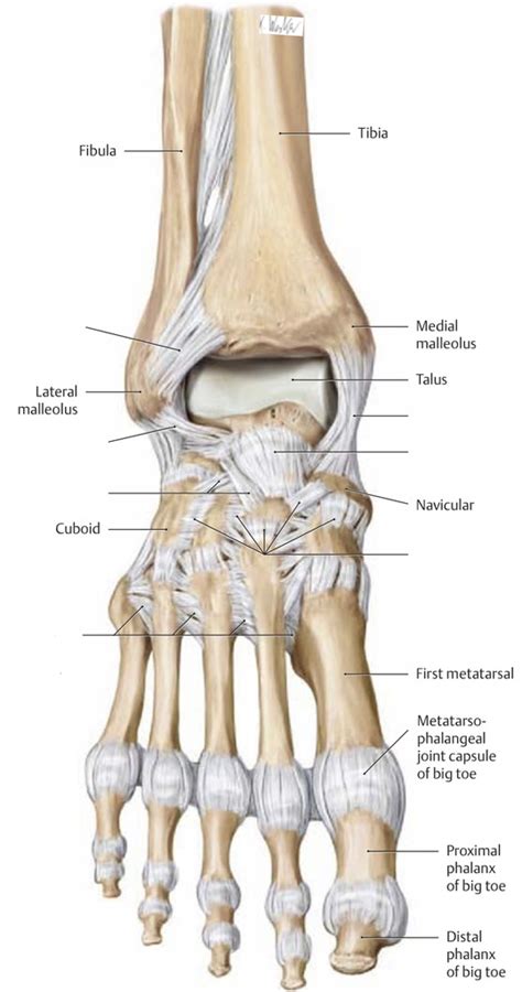 Ligaments of the foot (anterior view) Diagram | Quizlet